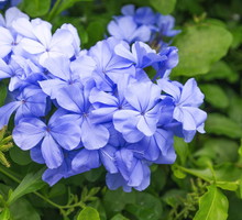 Ołownik Plumbago auriculata (zdj.: Fotolia.com)