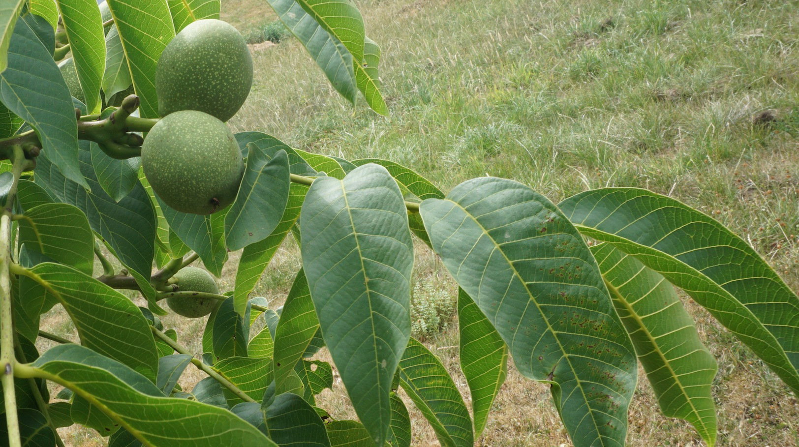 Orzech włoski Juglans regia (zdj.: Fotolia.com)