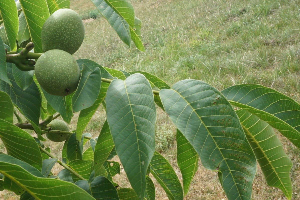 Orzech włoski Juglans regia (zdj.: Fotolia.com)