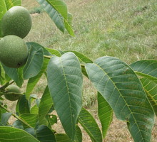 Orzech włoski Juglans regia (zdj.: Fotolia.com)