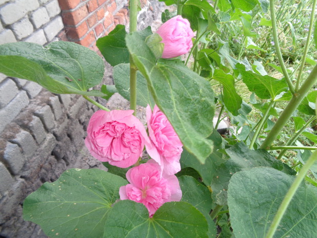 Owady kochają także malwy. 