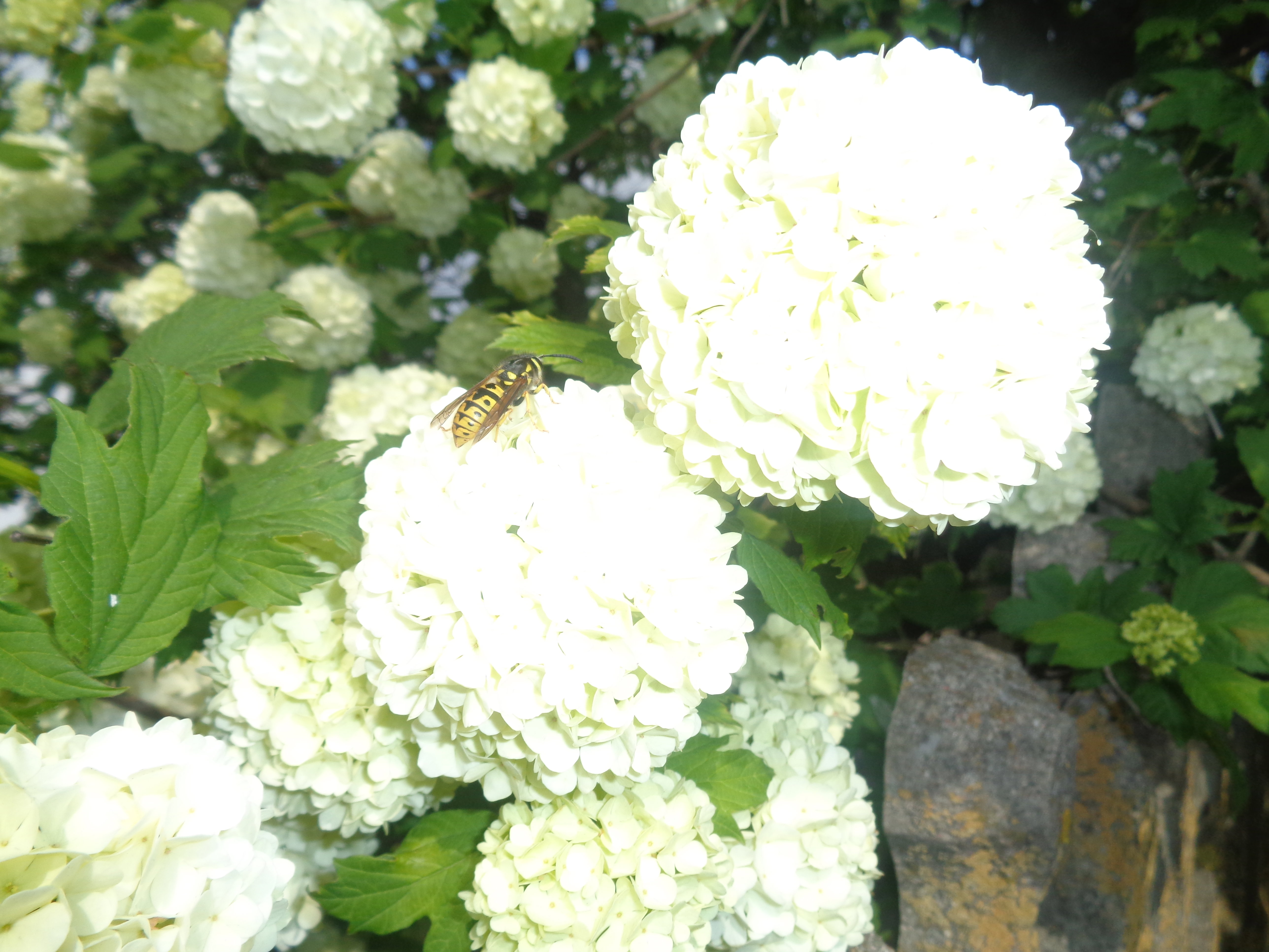 Owady nie ominą Kaliny. 