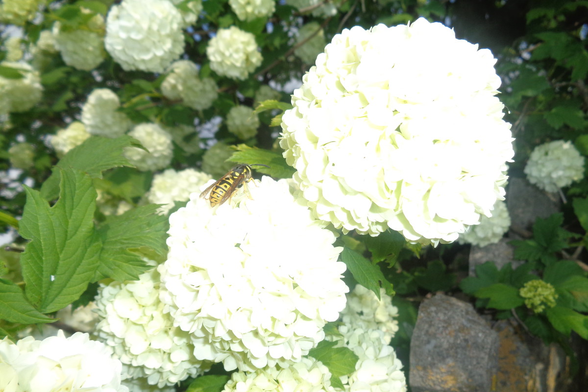 Owady nie ominą Kaliny.