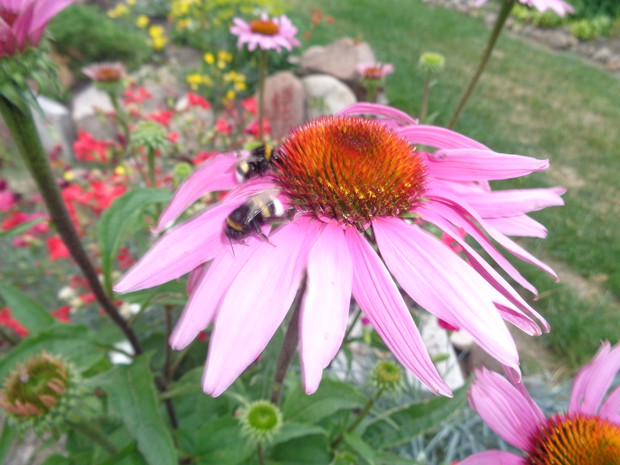 Owady piękne kontrastują z jeżówką . 