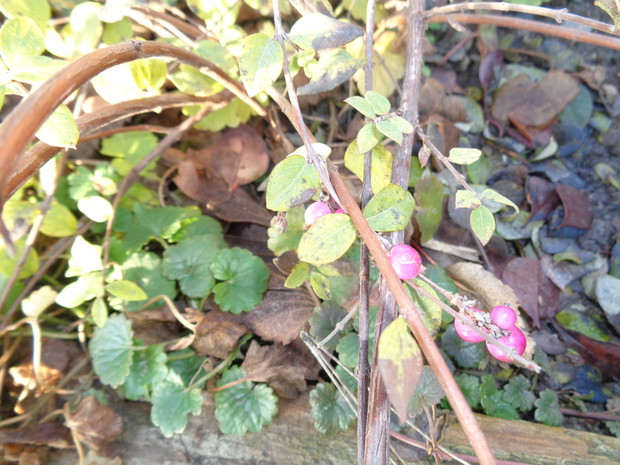 Owoce pokazała śnieguliczka. 