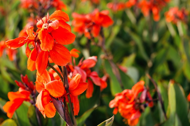 Pacioreczniki (zdj.: Fotolia.com)