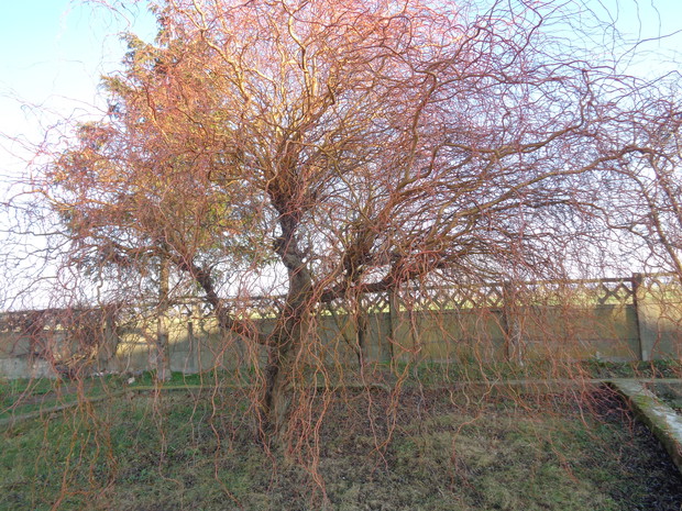 Piękne gałęzie wierzby.