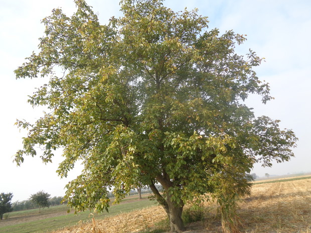 Piękny wieloletni obraz. 