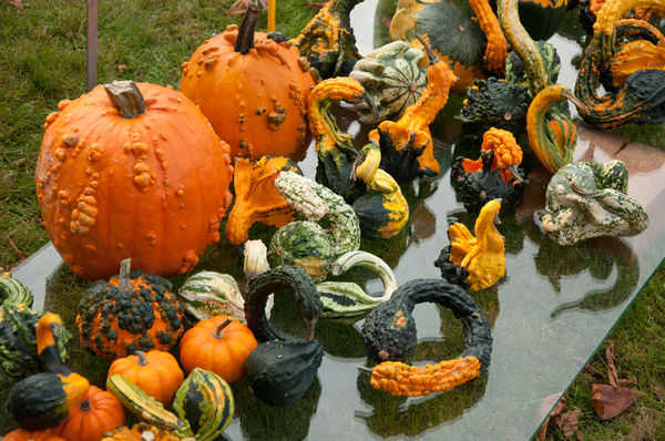 Plebiscyt na najdziwniejszą dynię