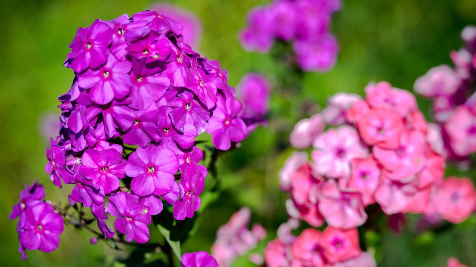 Płomyki Phlox paniculata (zdj.: Fotolia.com)