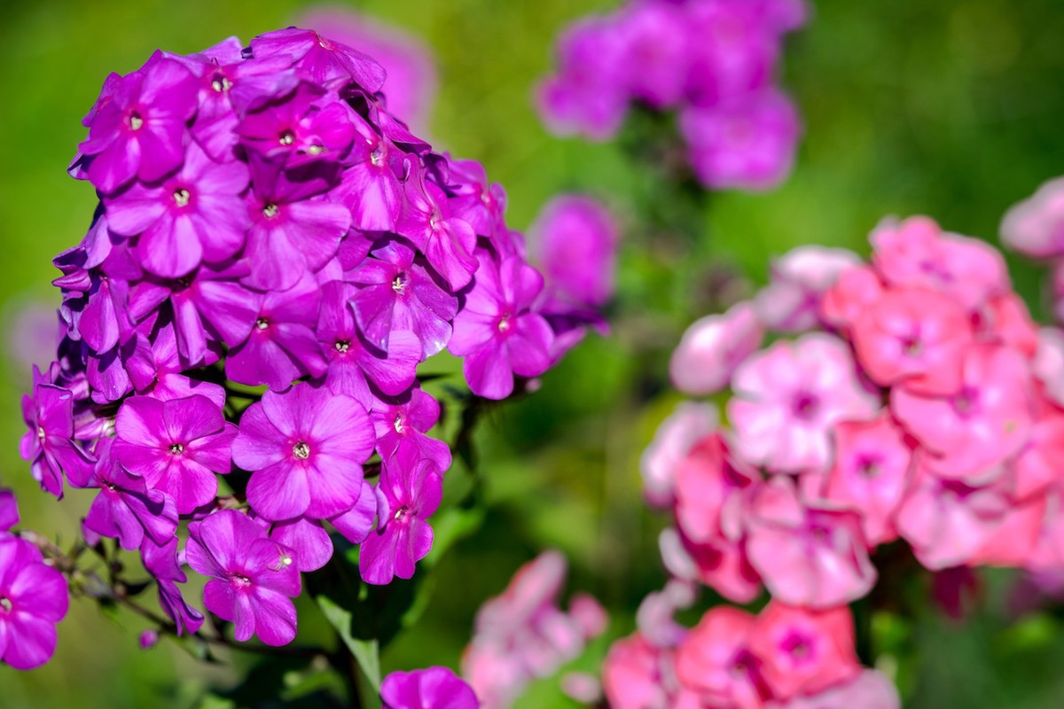Płomyki Phlox paniculata (zdj.: Fotolia.com)