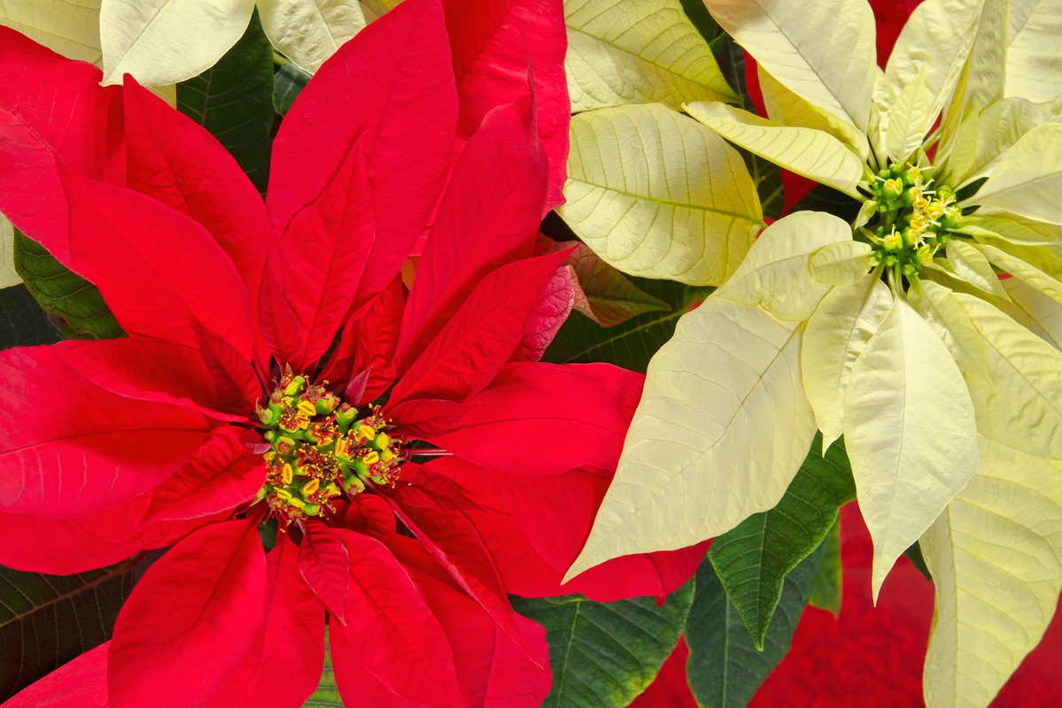 Poinsecja Euphorbia pulcherrima (zdj.: Fotolia.com)