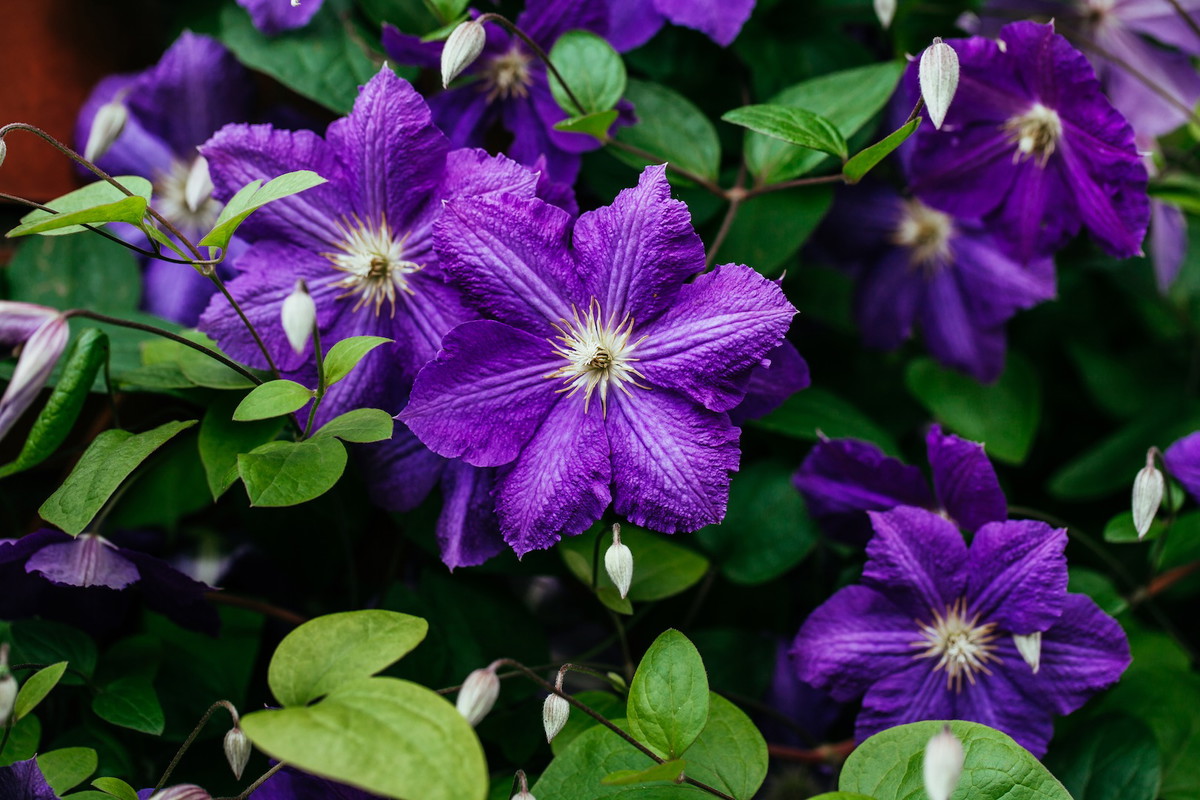 Powojnik Clematis (zdj.: Fotolia.com)