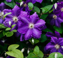 Powojnik Clematis (zdj.: Fotolia.com)