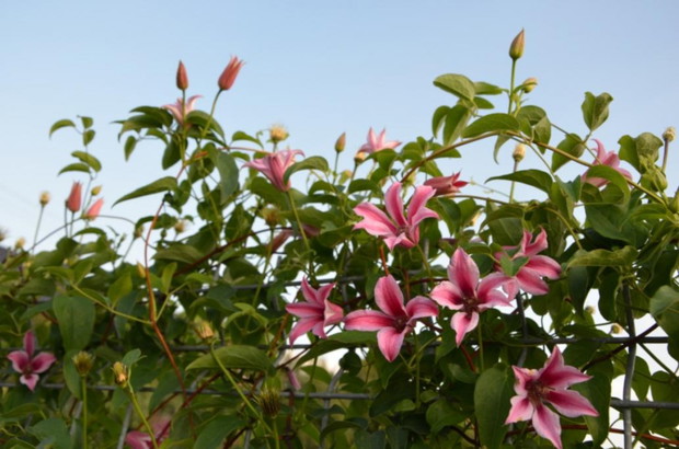 Powojnik pnie się po gabionie