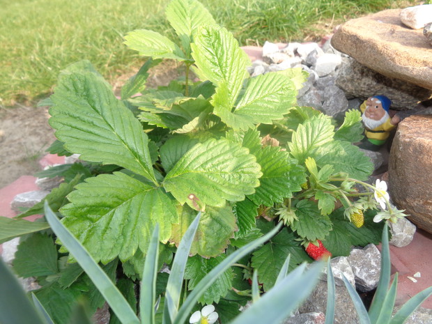  Poziomki ukazywały się jeszcze w październiku. 