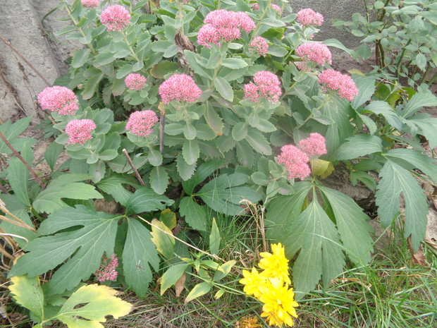 Rozchodnik przybrał swe róże. 