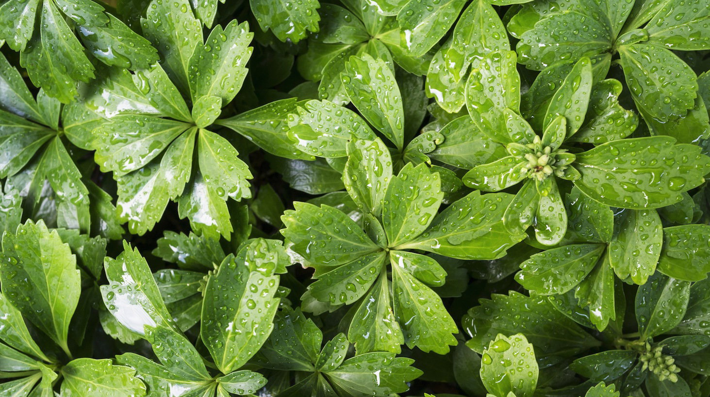 Runianka japońska Pachysandra terminalis (zdj.: Fotolia.com)