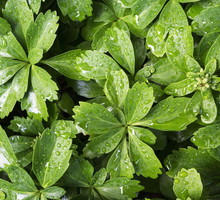 Runianka japońska Pachysandra terminalis (zdj.: Fotolia.com)