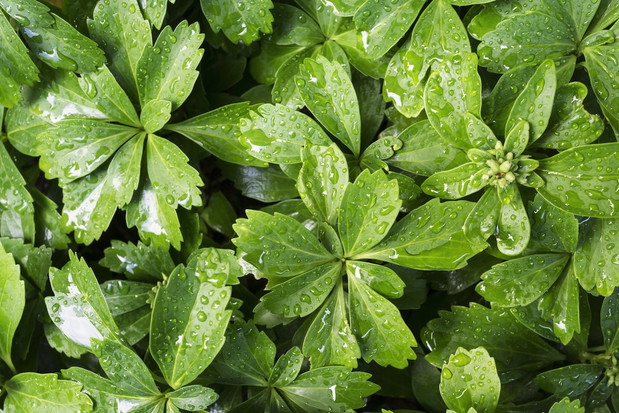 Runianka japońska Pachysandra terminalis (zdj.: Fotolia.com)