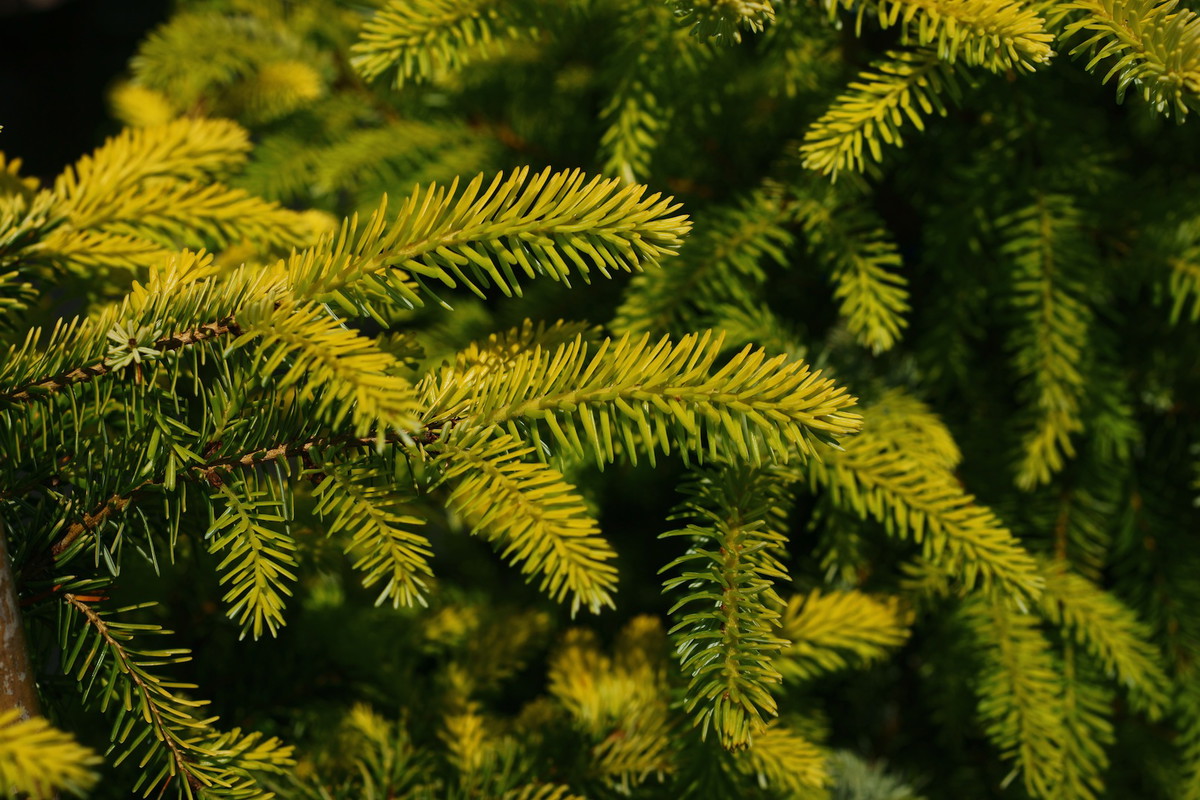 Świerk serbski Picea omorica (zdj.: Fotolia.com)
