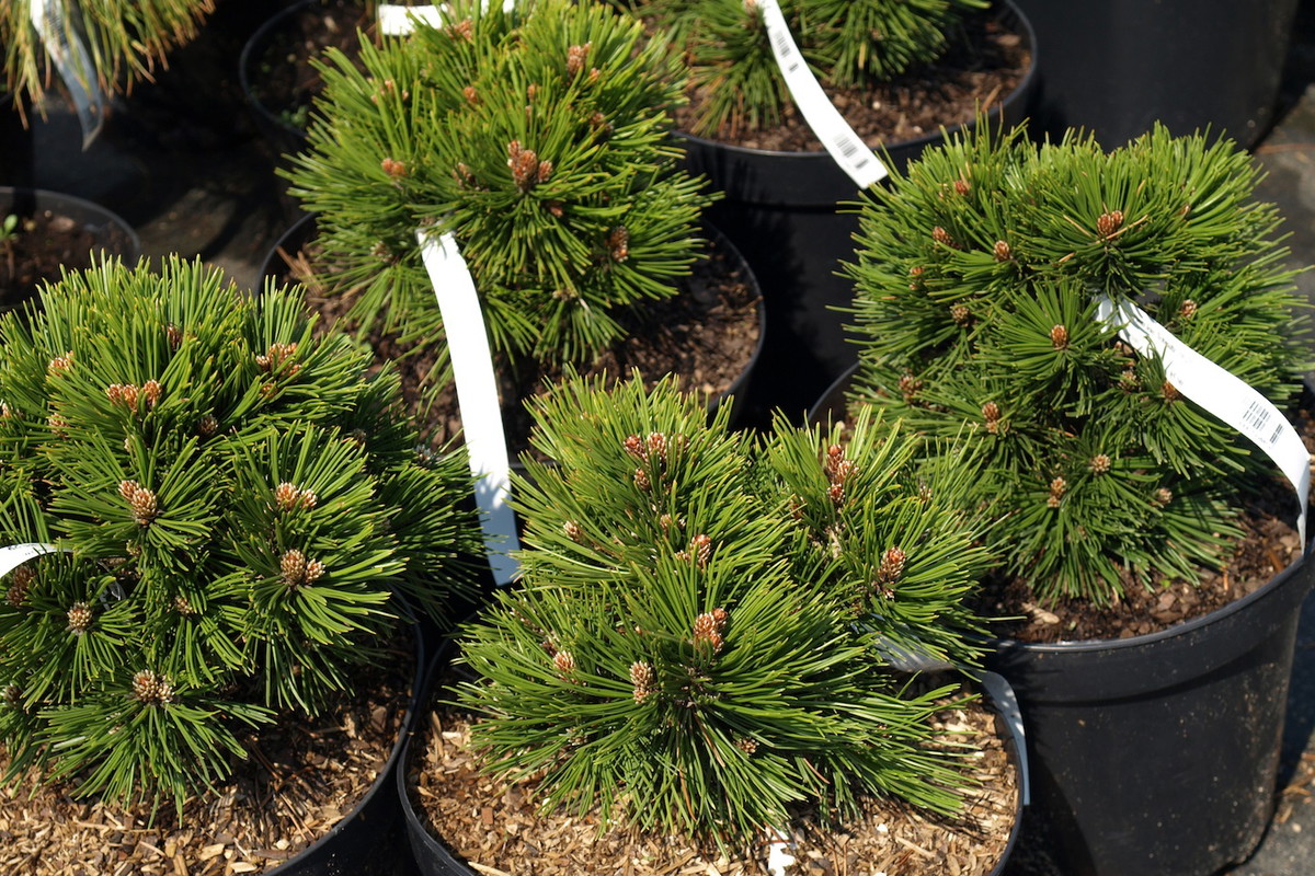 Sadzonki iglaków (zdj.: Fotolia.com)