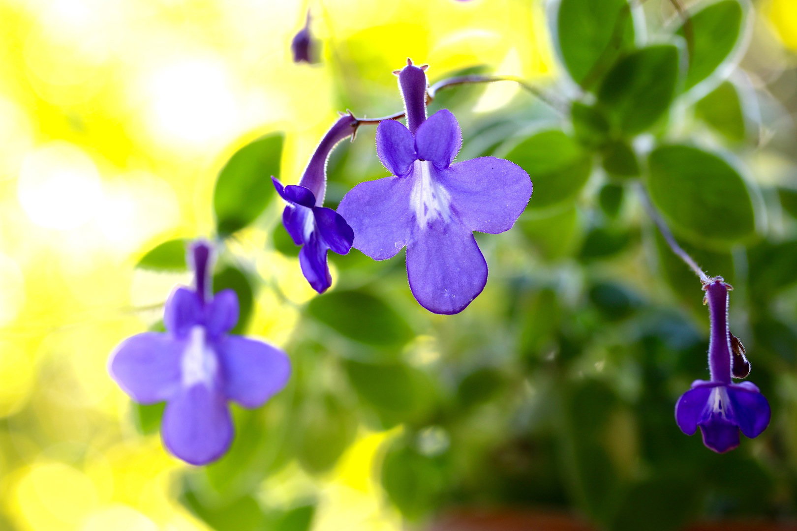Skrętnik Streptocarpus (zdj.: Fotolia.com)