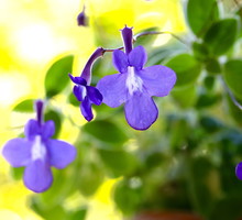 Skrętnik Streptocarpus (zdj.: Fotolia.com)