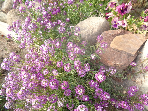 Smagliczka cieszyła oczy. 