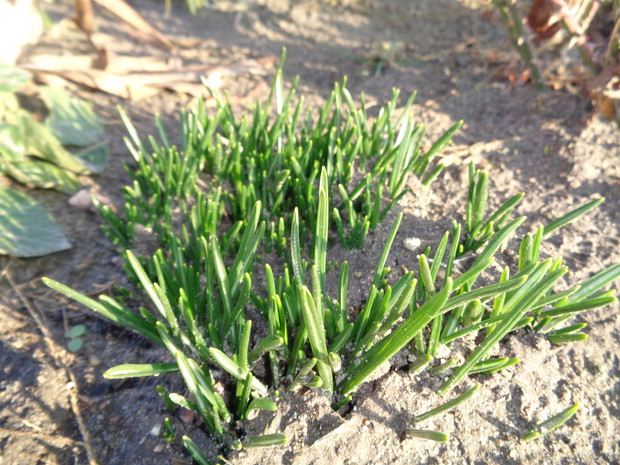 Śniadki obudziły się i ukazały listki. 