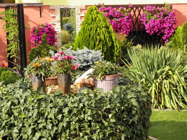 studnia porośnięta bluszczem zimozielonym i kalosze w których rosnaą gazanie :)