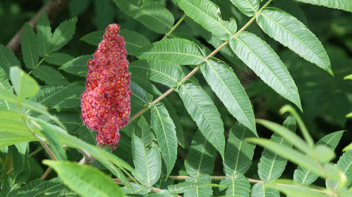 Sumak octowiec Rhus typhina (zdj.: Fotolia.com)