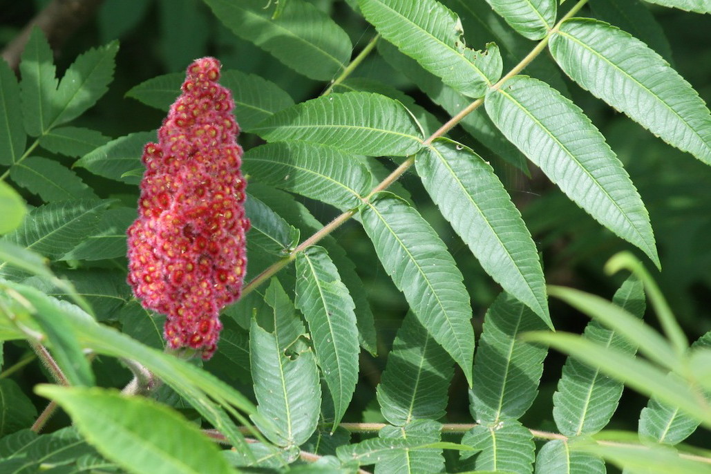 Sumak octowiec Rhus typhina (zdj.: Fotolia.com)