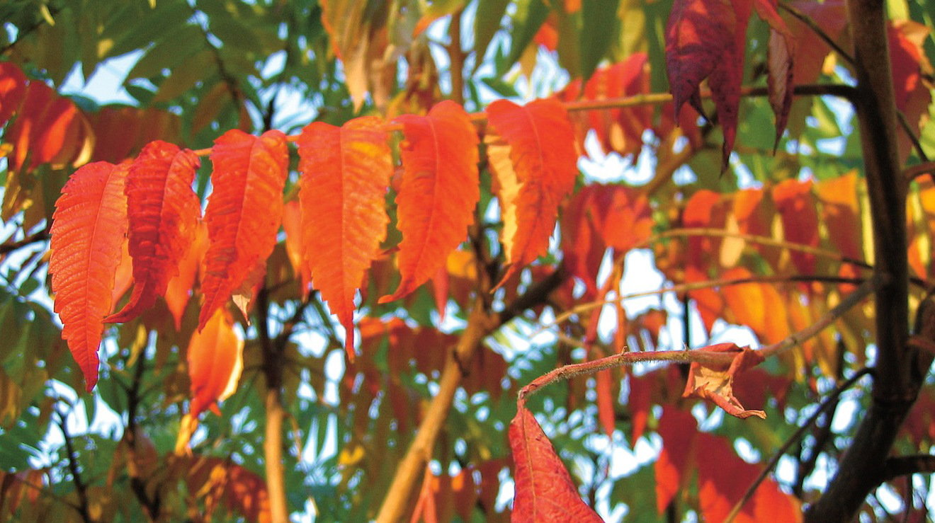 Sumak odurzający (Rhus typhina)