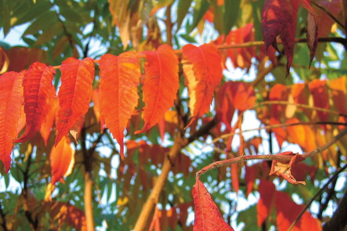 Sumak odurzający (Rhus typhina)