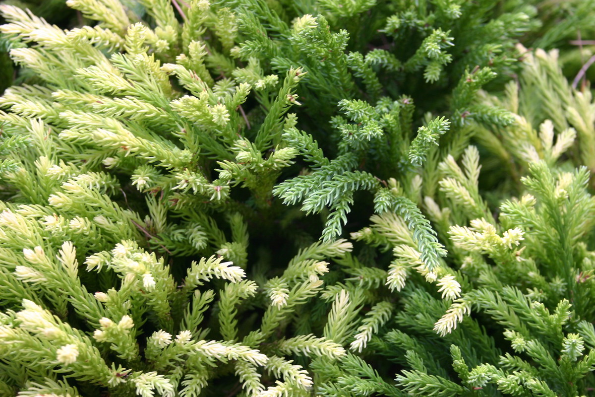 Szydlica japońska Cryptomeria japonica (zdj.: Fotolia.com)