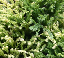 Szydlica japońska Cryptomeria japonica (zdj.: Fotolia.com)