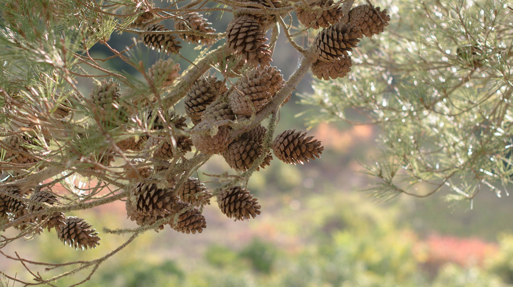 Szyszki sosnowe (zdj.: Fotolia.com)