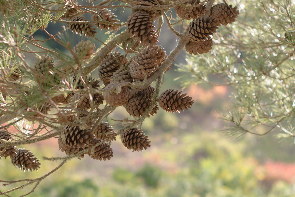 Szyszki sosnowe (zdj.: Fotolia.com)