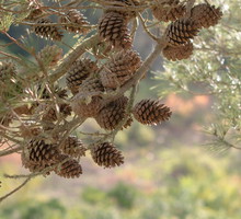 Szyszki sosnowe (zdj.: Fotolia.com)