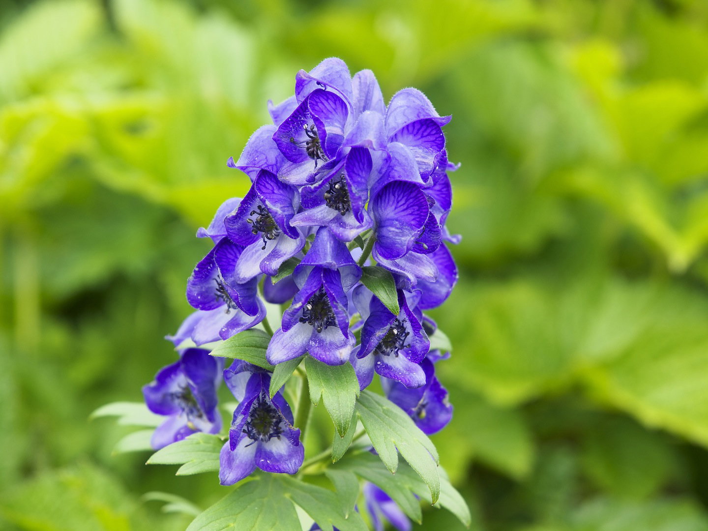 Tojad Aconitum napellus (zdj.: Fotolia.com)