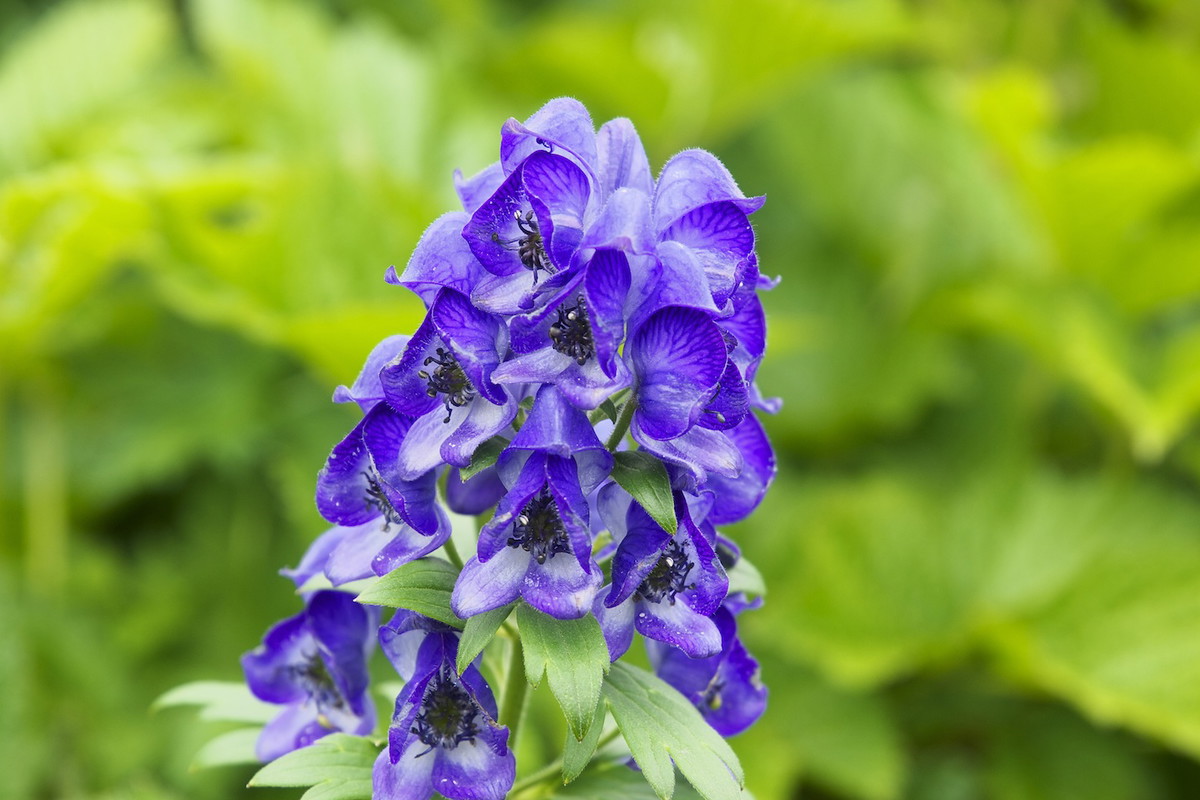 Tojad Aconitum napellus (zdj.: Fotolia.com)