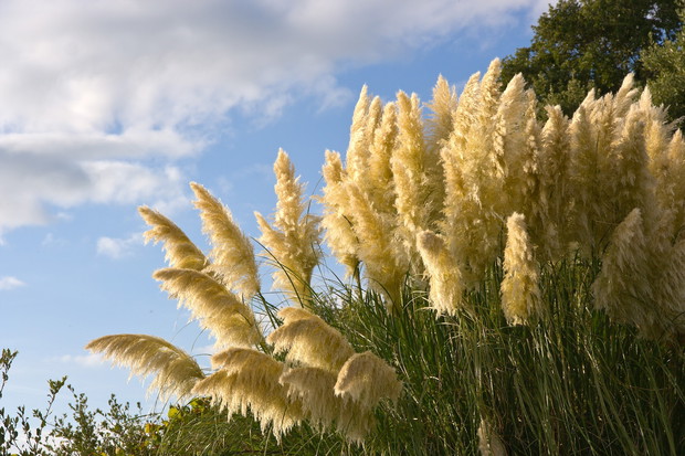 Trzcinnik Saccharum ravennae (zdj.: Fotolia.com)