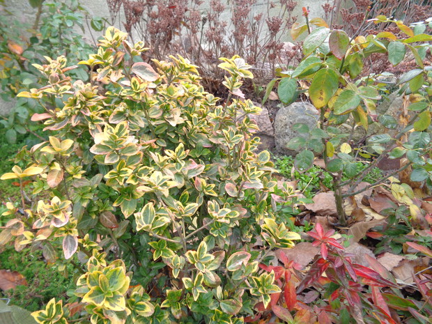 Trzmielina pozostała wierna swoim barwom. 