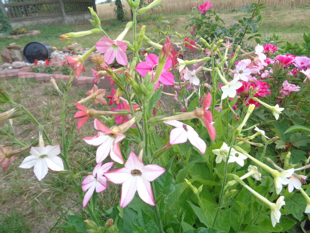 Tytoń wabi ludzi , ale owady także. 