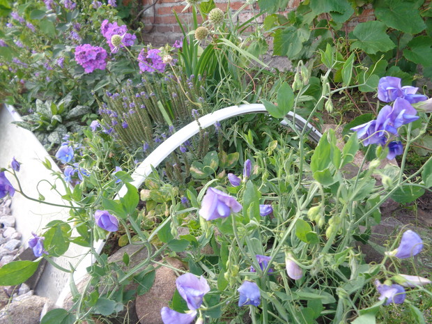 W groszku pachnącym znalazłam wiele trzmieli . 