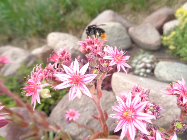 W rojnikach często napotykamy owady. 
