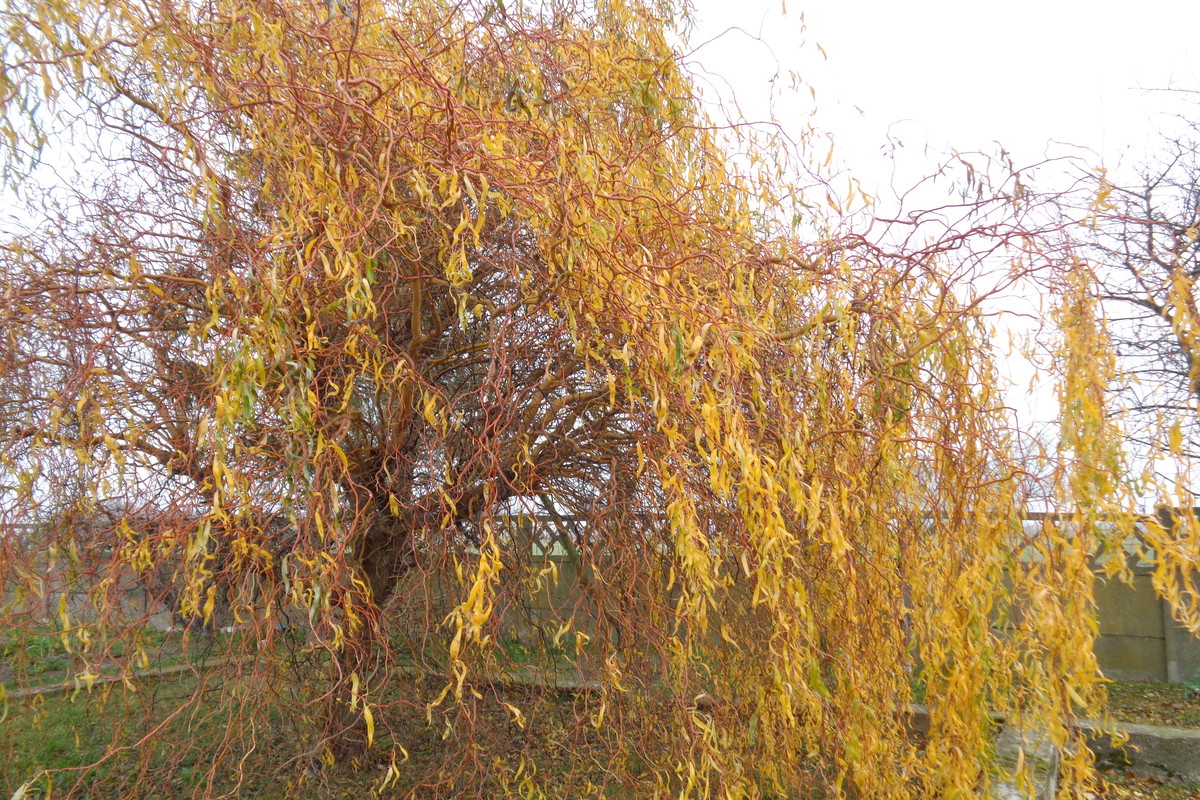 W żółcie ustroiła się wierzba.