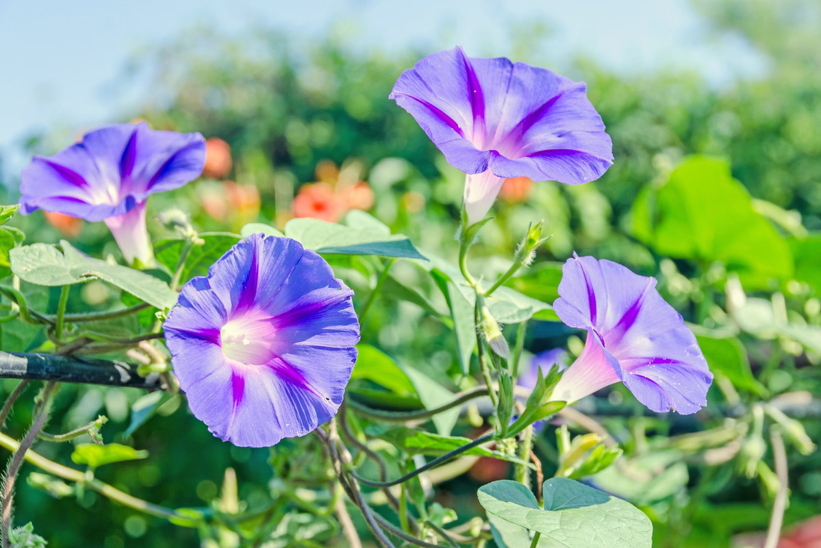 Wilec purpurowy (zdj.: Fotolia.com)