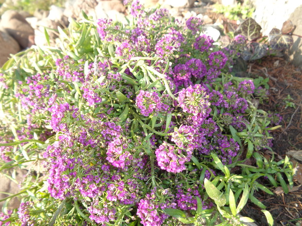 Wspaniała smagliczka.